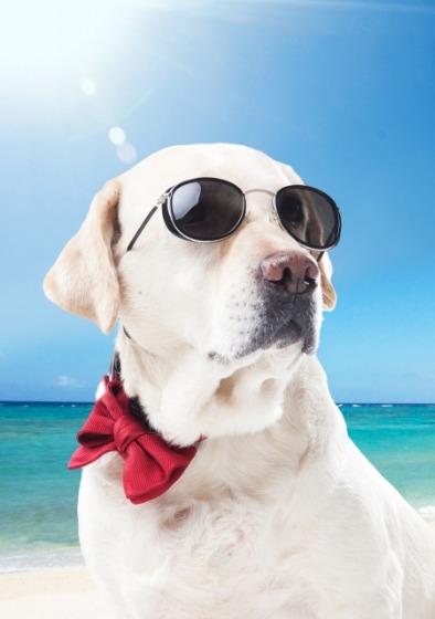 MTP-1239DJ-2AJF(チープカシオ)は青が素敵な腕時計