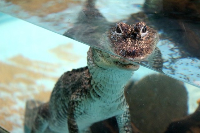 20気圧防水で水辺でも安心