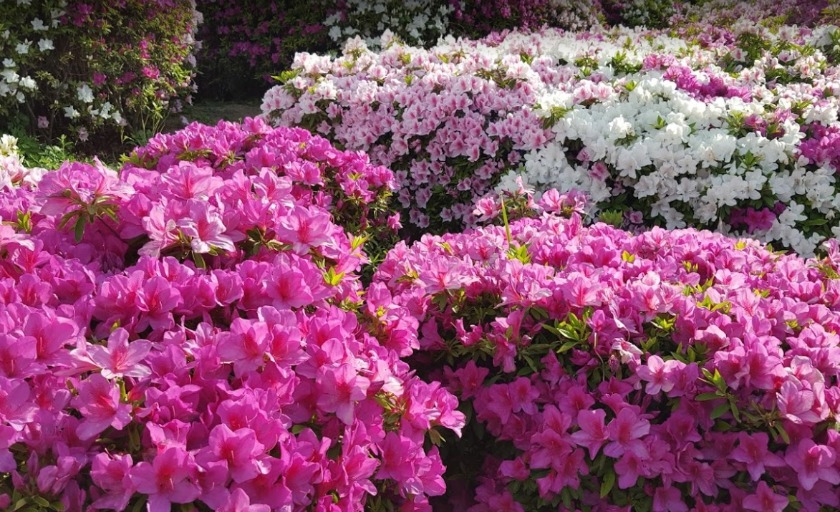 堺市中区の時計店の時計店：キングラム深井店の買取実績