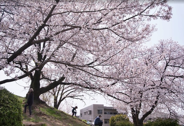 堺市北区の時計店は販売店から買取店まで店舗数が豊富