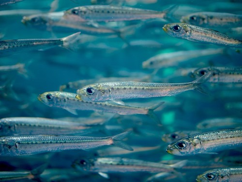 いわき市を代表する老舗の時計取扱店など市内には販売店が多い