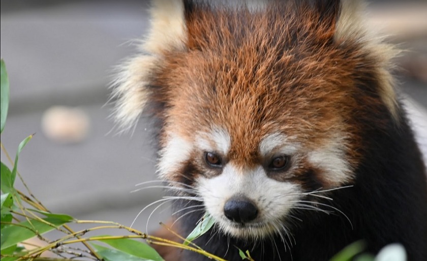 鯖江市の電池交換・時計修理店 比較一覧表