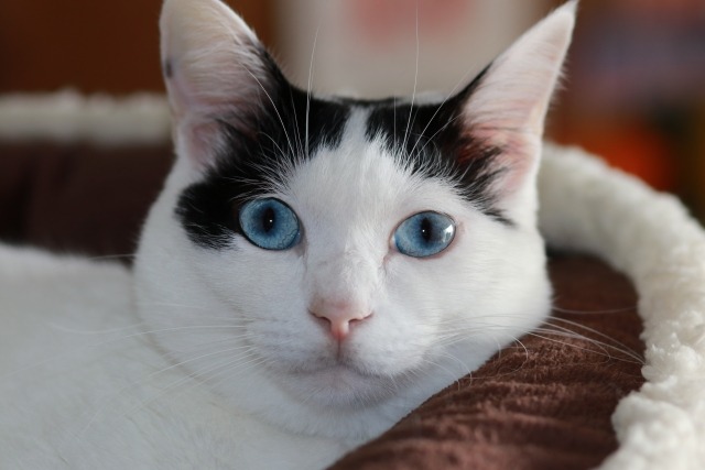 GA-100B-7AJFの特徴・機能