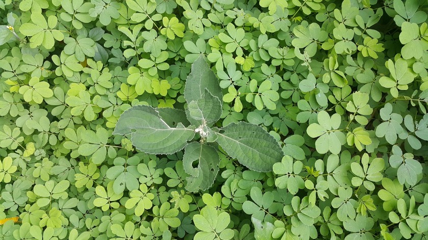 小岩の時計店：金宝堂の特徴