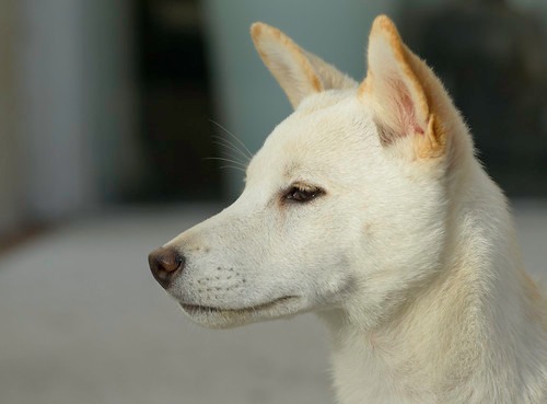 AppleWatch5の特徴・メリット：ソフトバンク