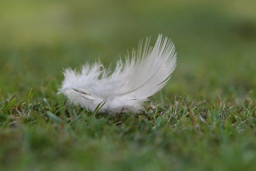 ①ダウンとフェザーの"配合率"から選ぶ