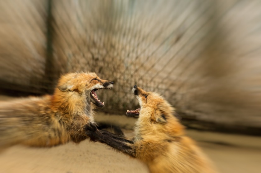 特定の金属が皮膚に接触することで発症