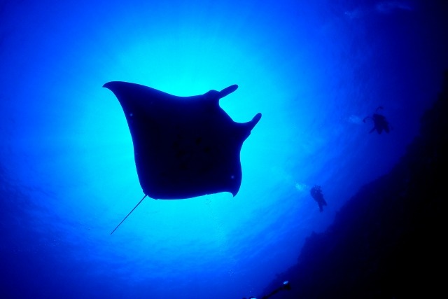 ブランドカラーのブルーを効果的に使用