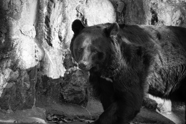 G-SHOCKのアナログはタフな雰囲気が最大の魅力