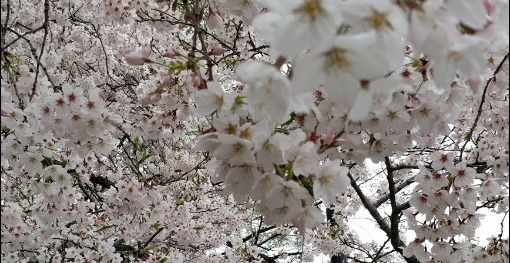 日暮里の時計店は駅前に数少なく離れた場所に点在