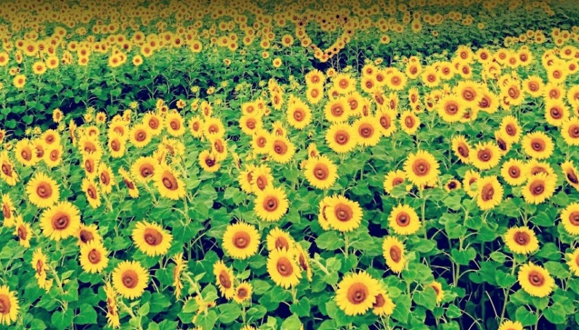 南あわじ市周辺の時計店：ツキヤ時計店の品揃え