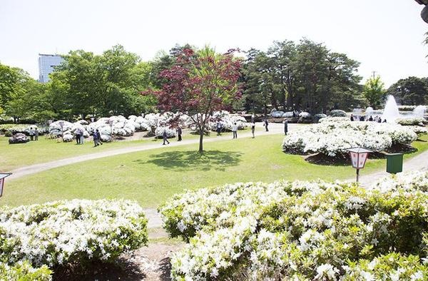 長井市 白つつじ公園