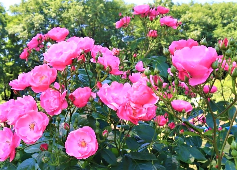 真岡市の時計店：ジュエルカフェイオンタウン真岡店の買取実績