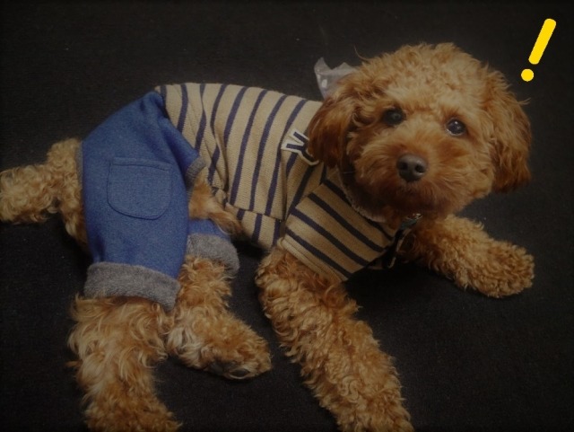 ダニエルウェリントンの裏蓋が開かないのですが…