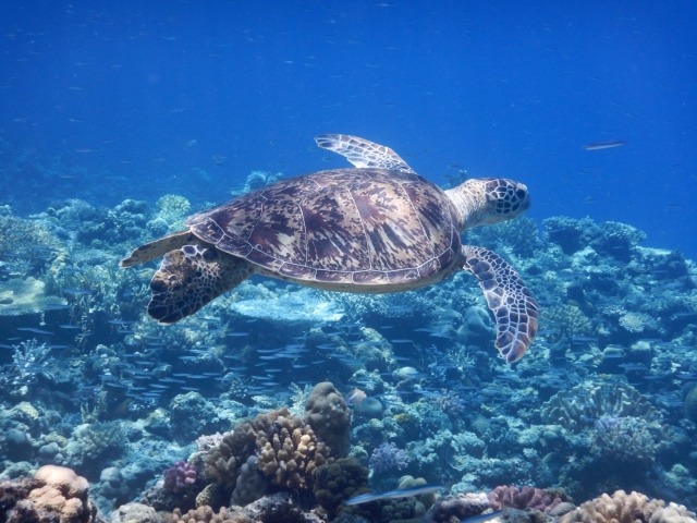 2013年以前のマットなブルー文字盤