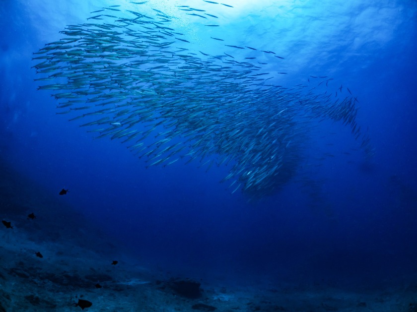 シードゥエラー ディープシー 126660の特徴