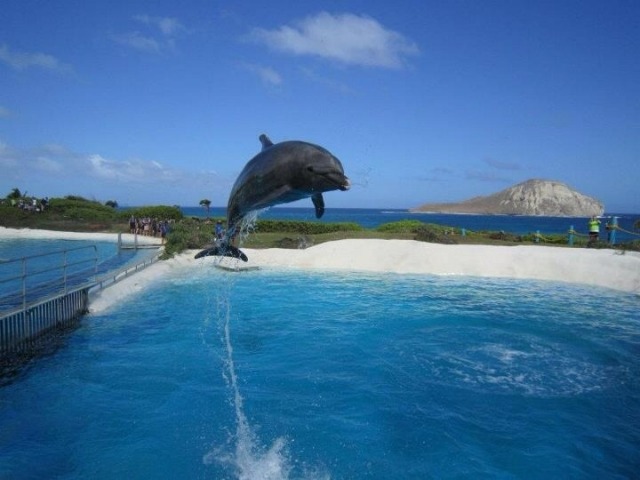 樹脂ベルトモデルは軽くてサーフィンに最適