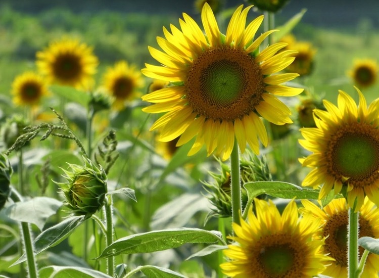 嘉麻市の時計店は？電池交換や修理、買取販売のおすすめ店