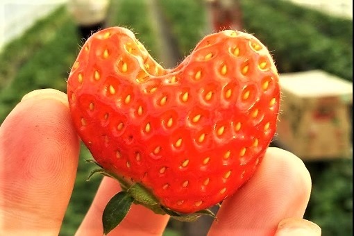 真岡市の時計店 比較一覧表