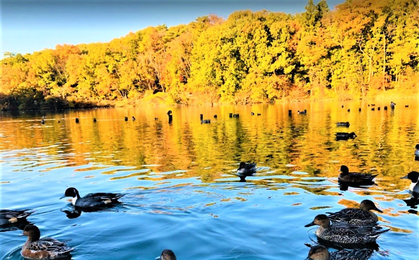 真岡市の時計店：ハードオフ真岡店の買取実績