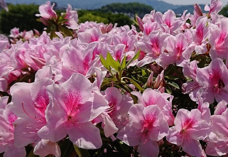 鯖江市の時計店：リサイクルマート鯖江店の特徴
