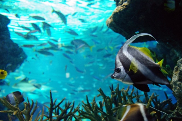 ダボサ(DAVOSA)の腕時計161.522.95の特徴・機能