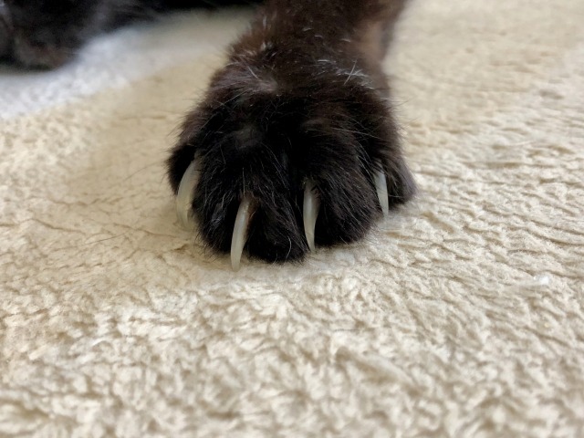 WUUDI Apple Watch スタンドの特徴