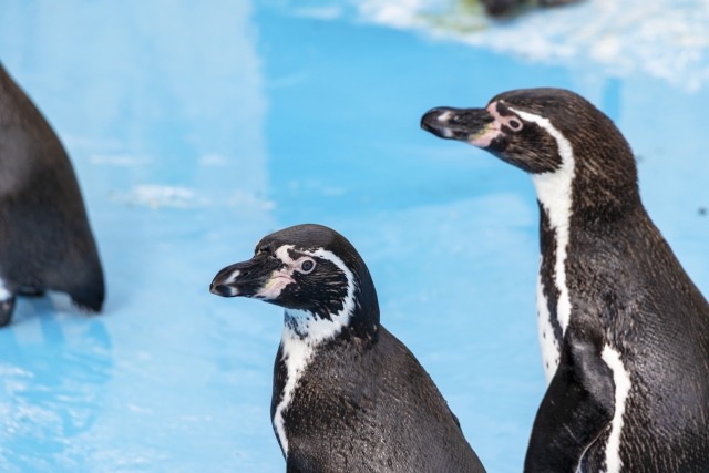 SBBN035とSBBN031の違い