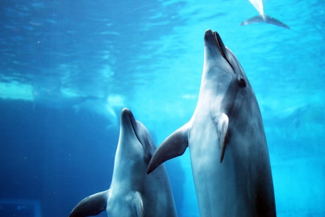 G-SHOCKのイルクジ歴代3モデル【初代-1999年】