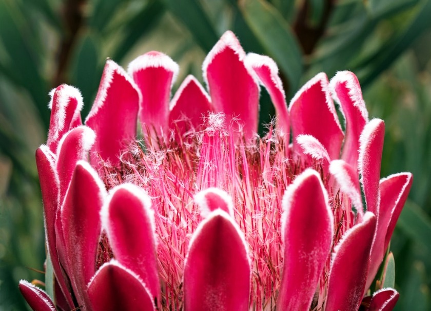 ハワイの花の名前や種類 花言葉を紹介 日本にはない南国の植物も 2ページ目 旅go タビ ゴー