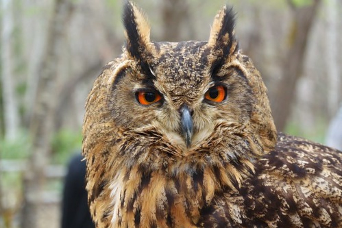 札幌 ノースサファリサッポロの事故の真相は 危険な動物園の噂を調査 2ページ目 旅go タビ ゴー