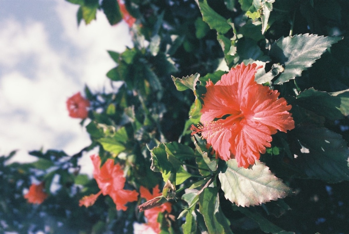 ハワイの花の名前や種類 花言葉を紹介 日本にはない南国の植物も 旅go タビ ゴー