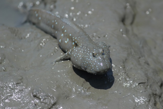 珍魚ムツゴロウは有明海が生息地 美味しい料理方法についても紹介 旅go タビ ゴー