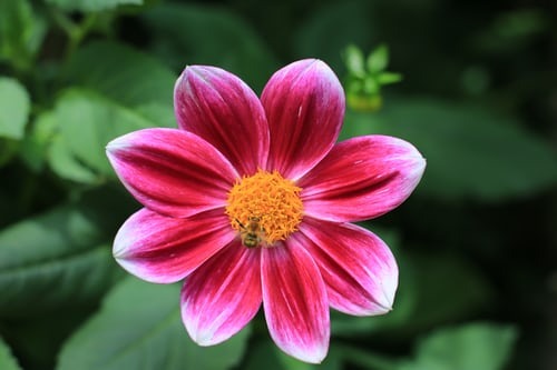 札幌観光でおすすめの花畑 北海道の花の時期についても紹介 旅go タビ ゴー