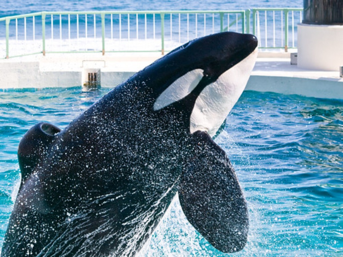 シャチがいる日本の水族館 人気のシャチショーの情報も紹介 旅go タビ ゴー