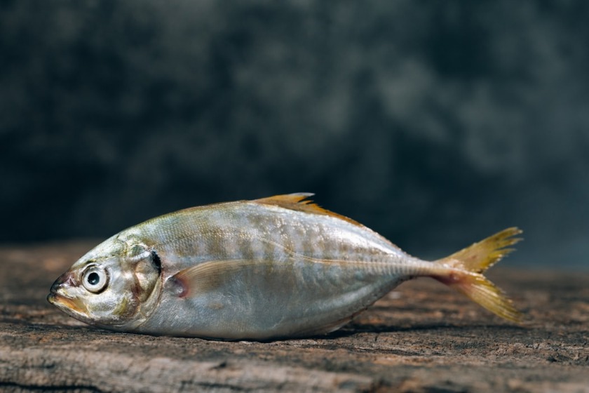 ハタハタの卵 ぶりこ の食べ方 ネバネバ卵の特徴 食感やレシピを紹介 旅go タビ ゴー