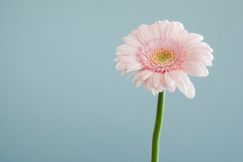 ハワイの花の名前や種類 花言葉を紹介 日本にはない南国の植物も 旅go タビ ゴー