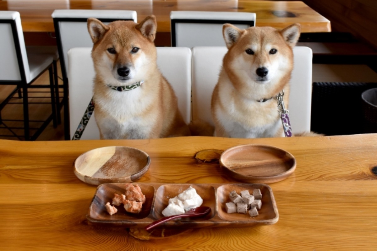 東京の犬カフェランキング 都内の犬と触れ合える人気カフェを紹介 旅go タビ ゴー