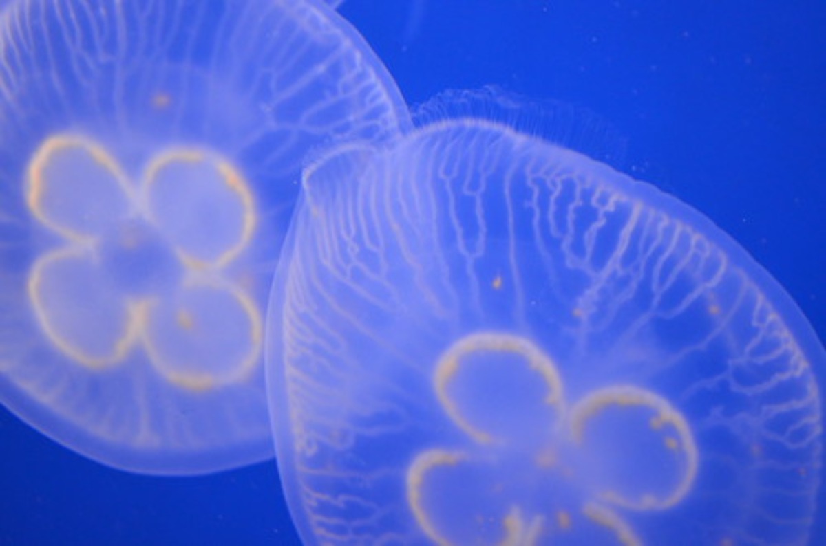 クラゲの水族館 全国で人気の専門コーナーなどおすすめスポットを紹介 旅go タビ ゴー