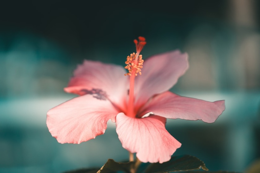 ハワイの花の名前や種類 花言葉を紹介 日本にはない南国の植物も 旅go タビ ゴー