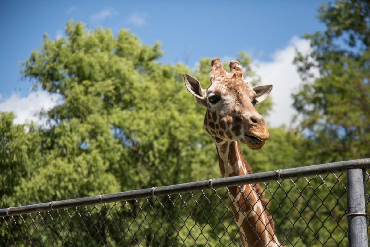 ゲテモノ料理が味わえる札幌の動物園 ノースサファリサッポロ 旅go タビ ゴー