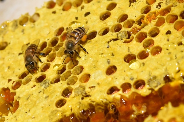 蜂の巣はどうやって食べるの 巣蜜の食べ方 味や栄養などを紹介 2ページ目 旅go タビ ゴー