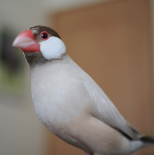 りえのアイコン
