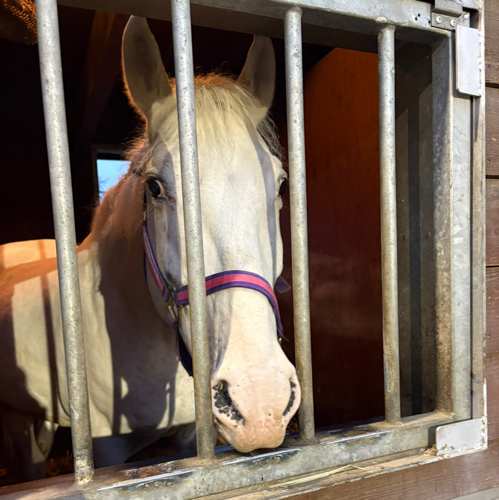 はるのアイコン