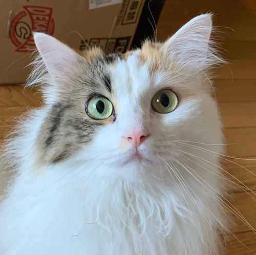 らがまふぃんのアイコン