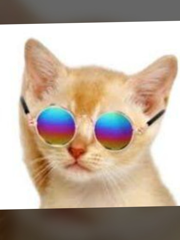 ネコパンダのアイコン