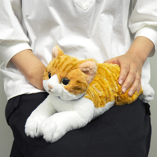 サンレモン ひざねこ S チャシロ P-7822 | ナカバヤシダイレクトショップ