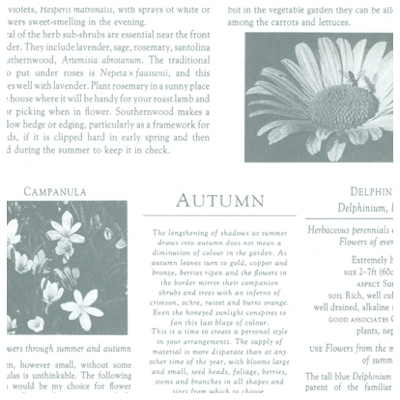 ササガワ　包装紙　カーディアングレー白　半才判　[50枚袋入]