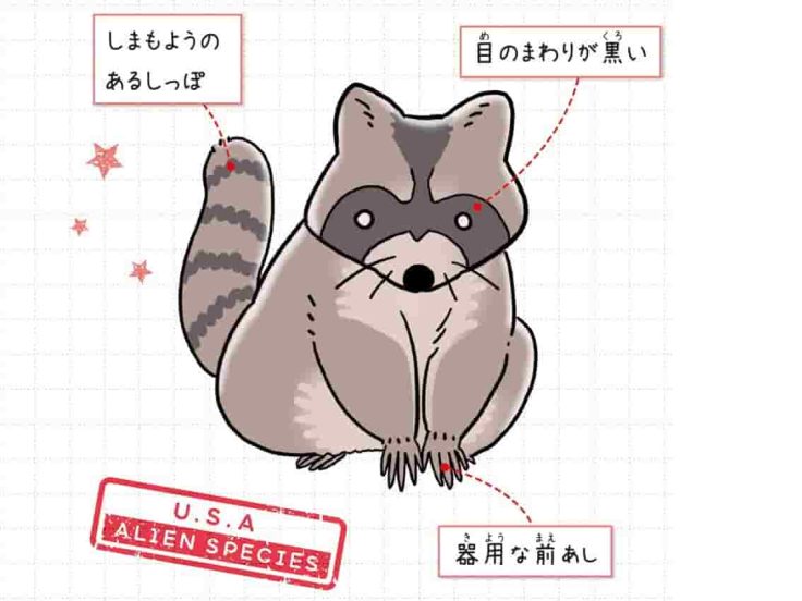 アライグマ