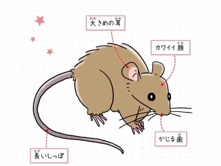 クマネズミ